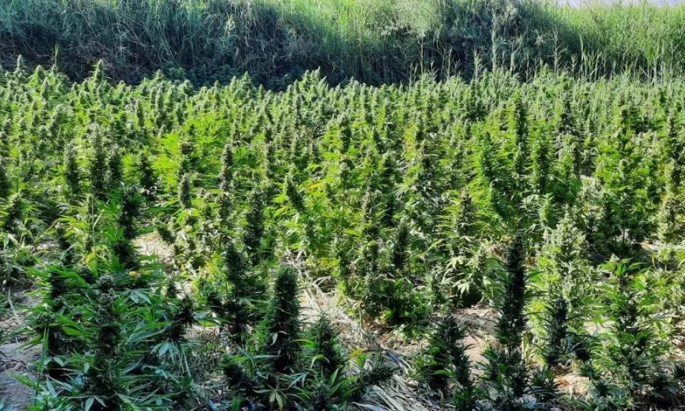 Κρήτη: Χασισοφυτεία «μαμούθ» στο Ηράκλειο-Αναζητούνται οι δράστες